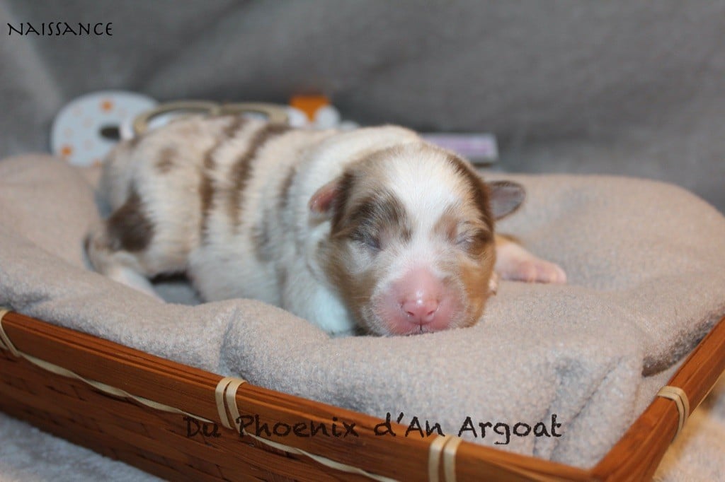 Du Phoenix D'an Argoat - Chiots disponibles - Berger Australien