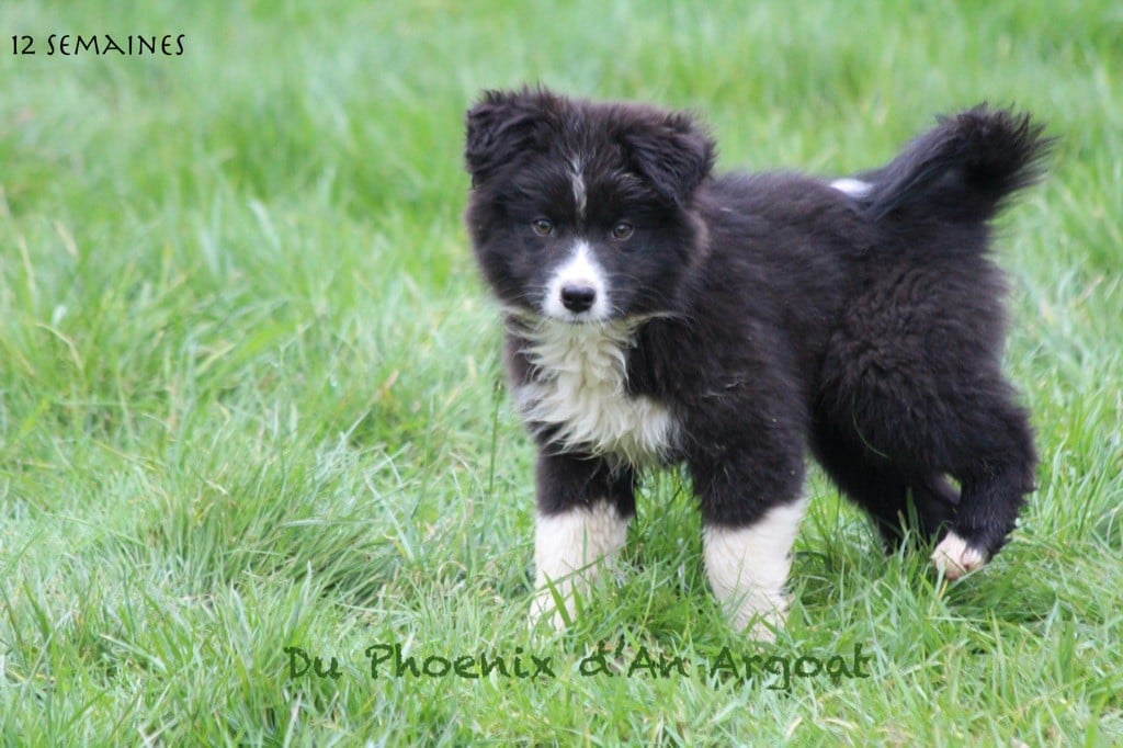 Du Phoenix D'an Argoat - Chiots disponibles - Berger Australien