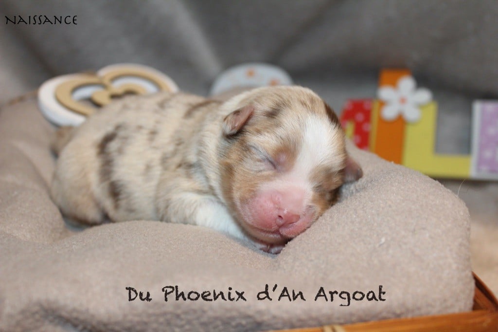 Du Phoenix D'an Argoat - Chiots disponibles - Berger Australien