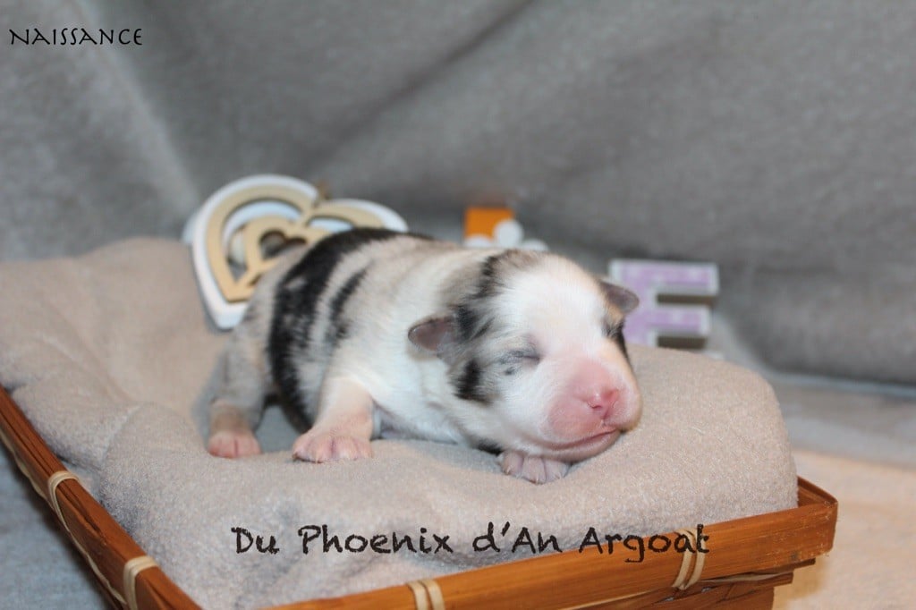 Du Phoenix D'an Argoat - Chiots disponibles - Berger Australien