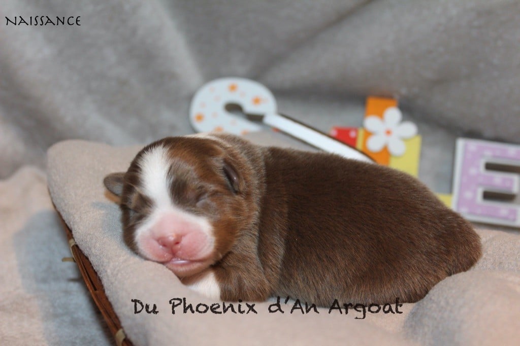 Du Phoenix D'an Argoat - Chiots disponibles - Berger Australien