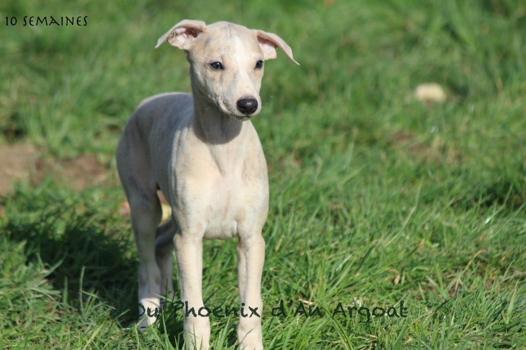 Du Phoenix D'an Argoat - Chiots disponibles - Whippet