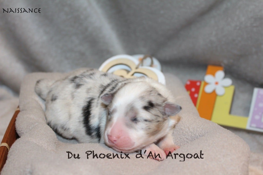 Du Phoenix D'an Argoat - Chiots disponibles - Berger Australien