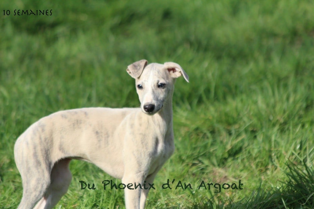 Du Phoenix D'an Argoat - Chiots disponibles - Whippet