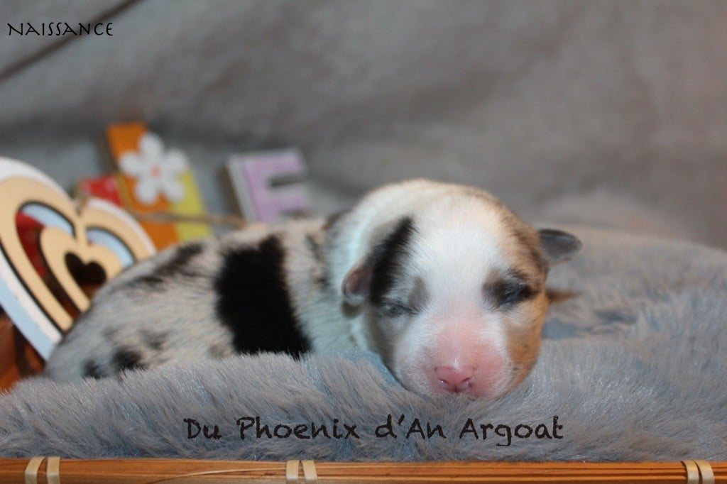 Du Phoenix D'an Argoat - Chiots disponibles - Berger Australien