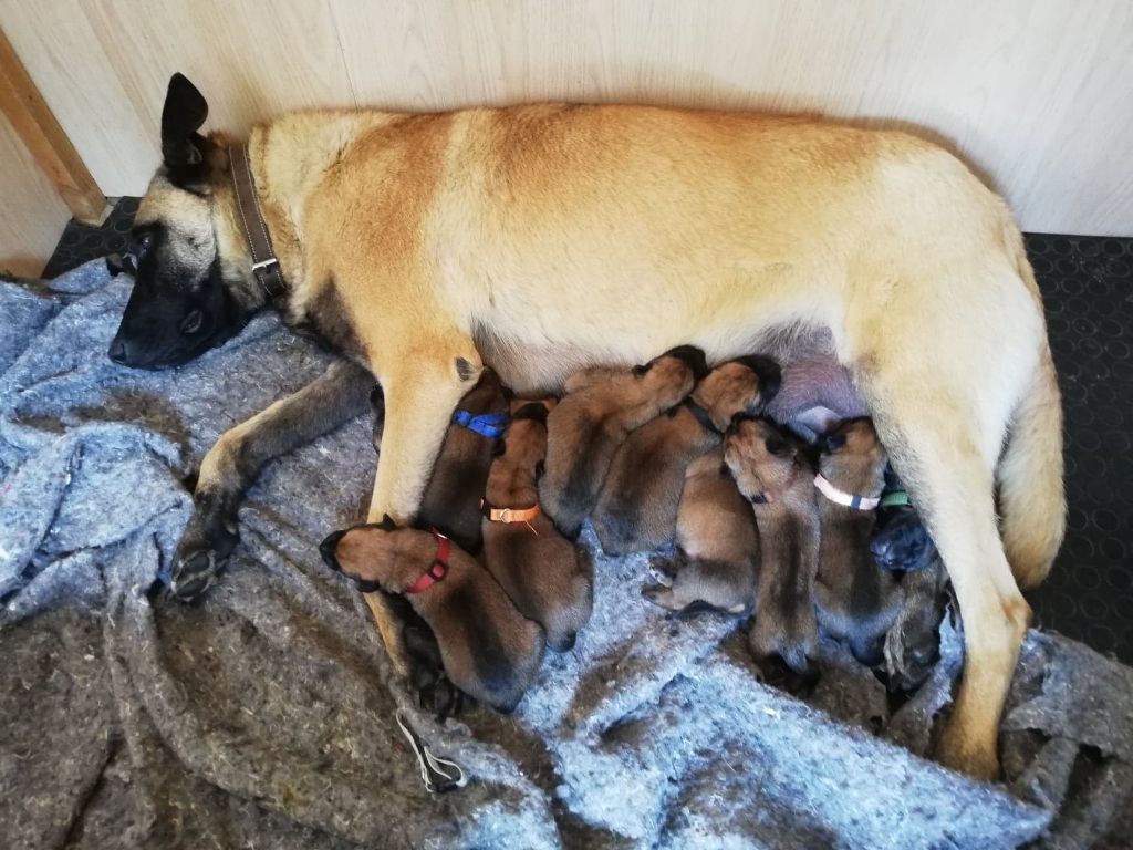 Des Crocs De La Garde - Naissance des chiots de Rix et Orkane.