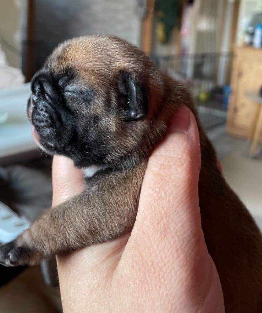 de L'Esprit d'Oréline - Chiots disponibles - Bouledogue français