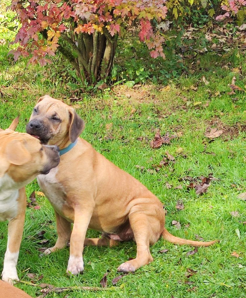 Du Lor'molosses - Chiots disponibles - American Staffordshire Terrier