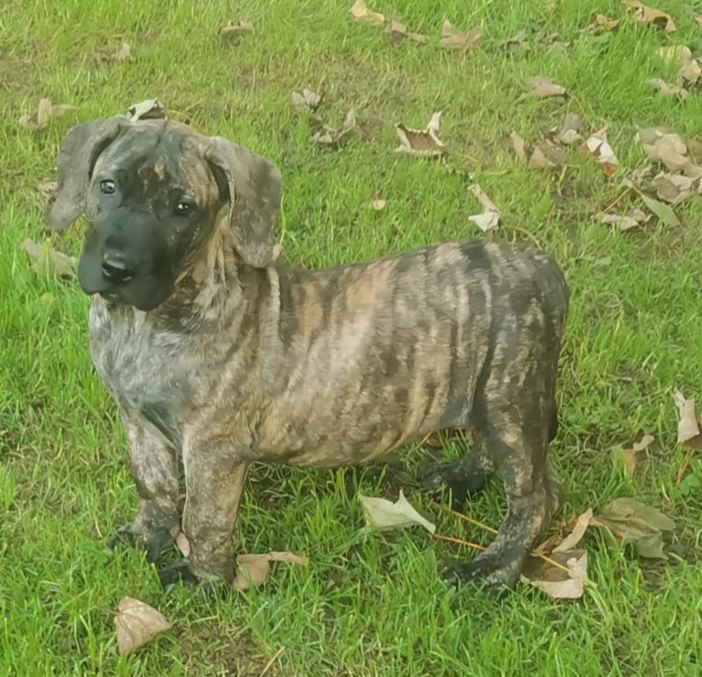 Du Lor'molosses - Chiots disponibles - Dogo Canario