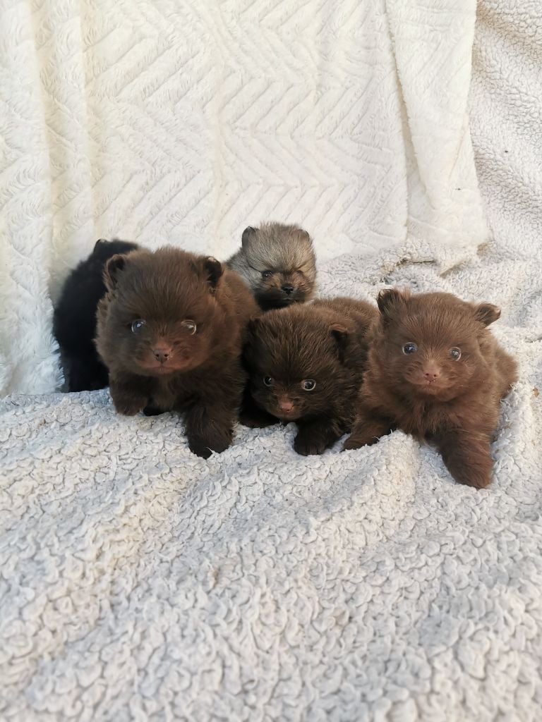 De La Beauté Française - Chiots disponibles - Spitz allemand