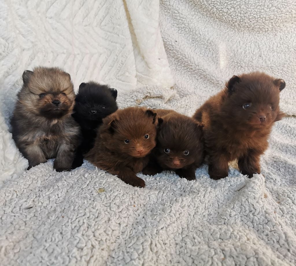 De La Beauté Française - Chiots disponibles - Spitz allemand