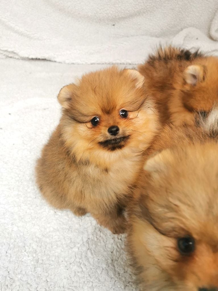 De La Beauté Française - Chiots disponibles - Spitz allemand