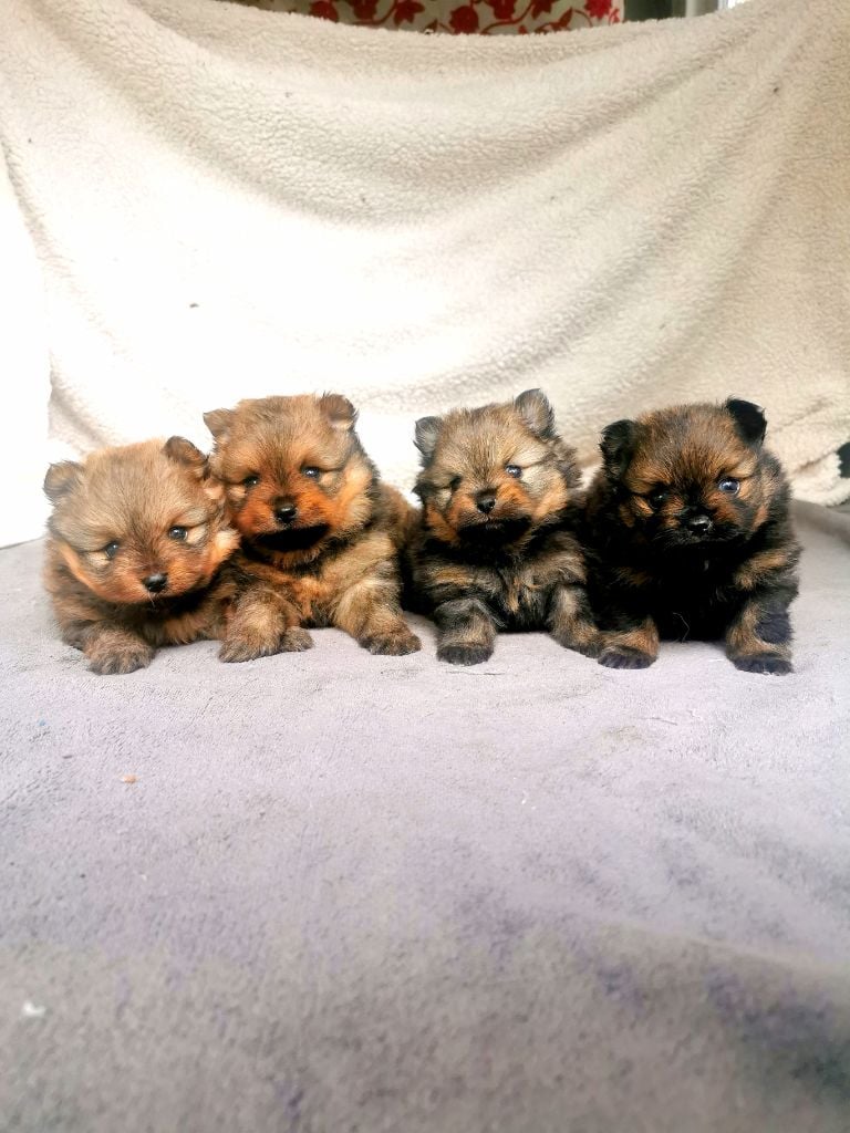 Chiot Spitz allemand De La Beauté Française