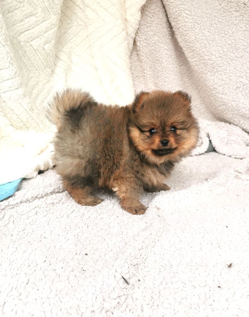 De La Beauté Française - Chiots disponibles - Spitz allemand