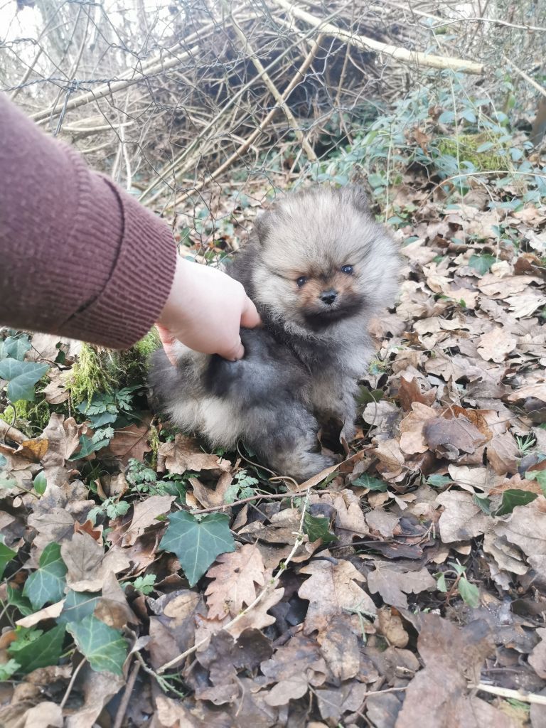 De La Beauté Française - Chiots disponibles - Spitz allemand