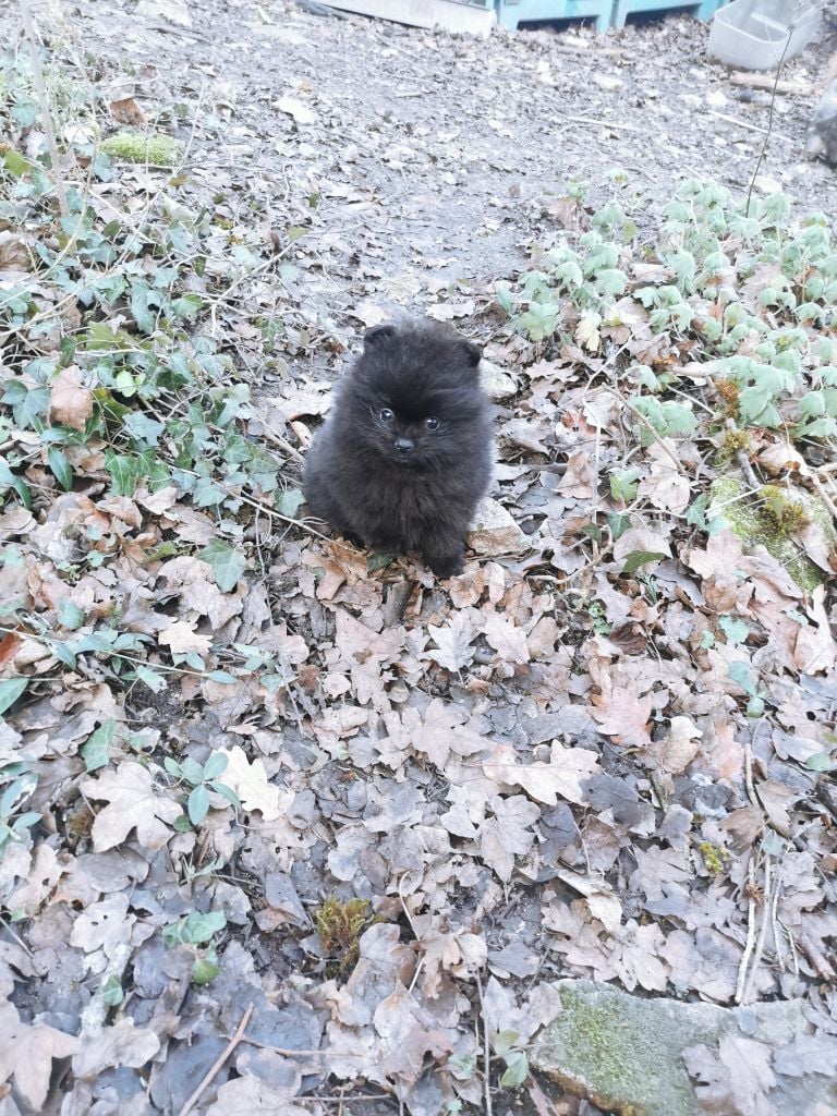 De La Beauté Française - Chiots disponibles - Spitz allemand