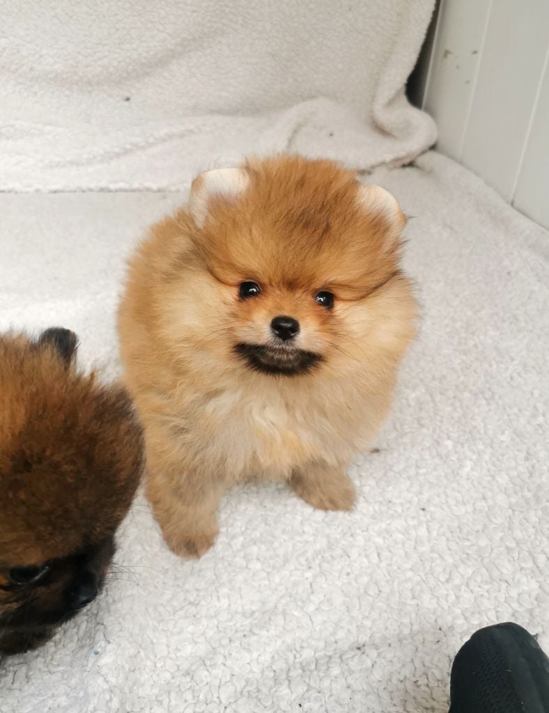 De La Beauté Française - Chiots disponibles - Spitz allemand