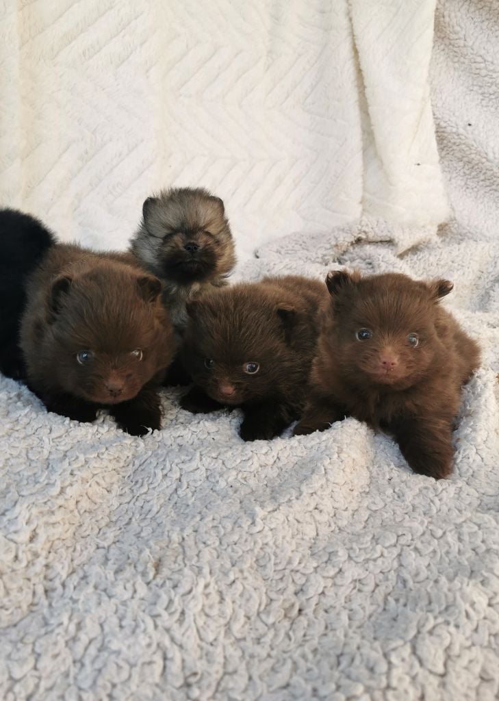 De La Beauté Française - Chiots disponibles - Spitz allemand