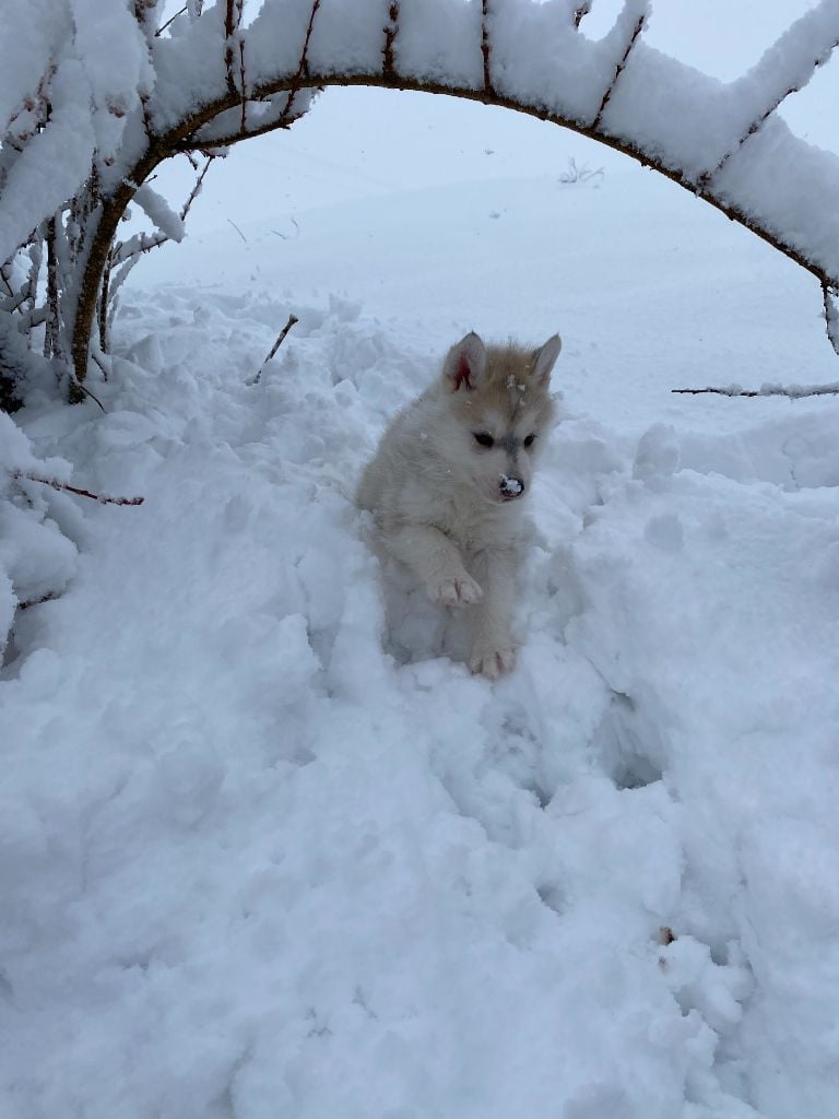 Du Domaine Du Clos De La Place - Siberian Husky - Portée née le 01/11/2021