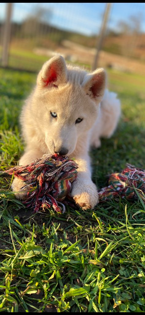 Du Domaine Du Clos De La Place - Siberian Husky - Portée née le 15/10/2021