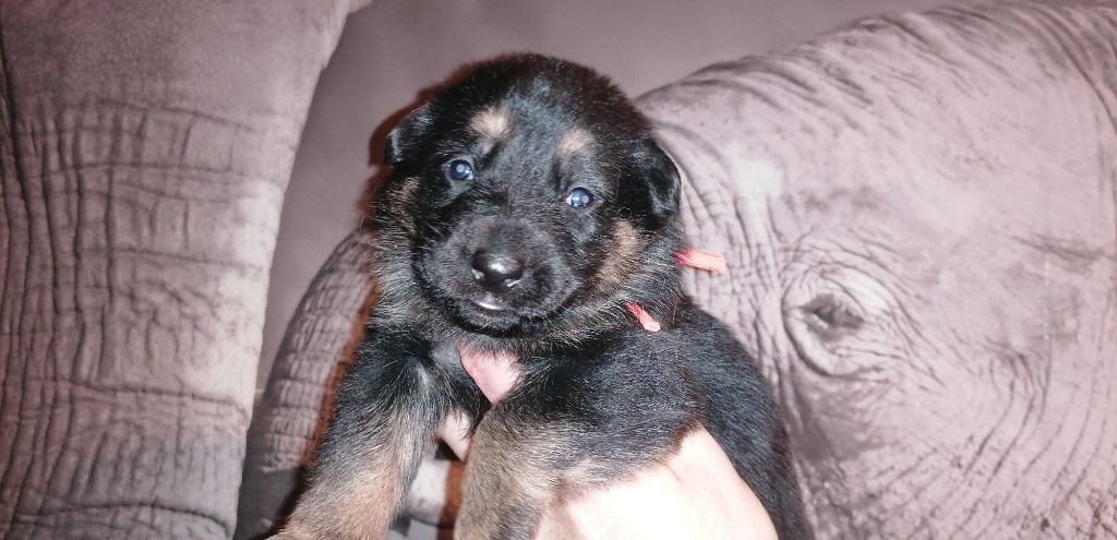 De L'eclipse Noire - Chiots disponibles - Berger Allemand