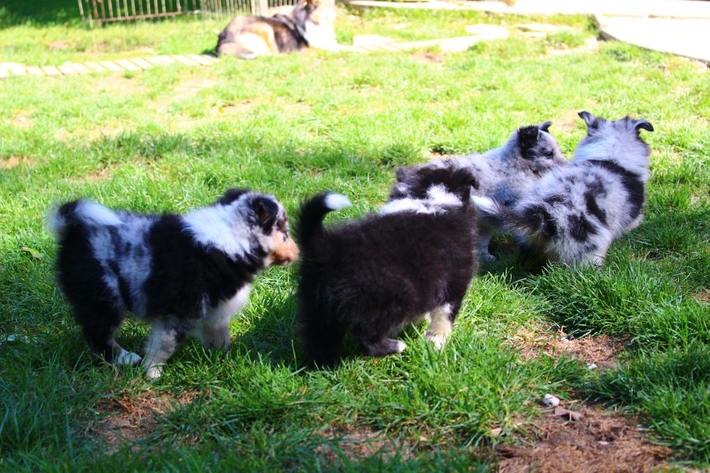 Des Monts D'Alavardi - Shetland Sheepdog - Portée née le 12/08/2021