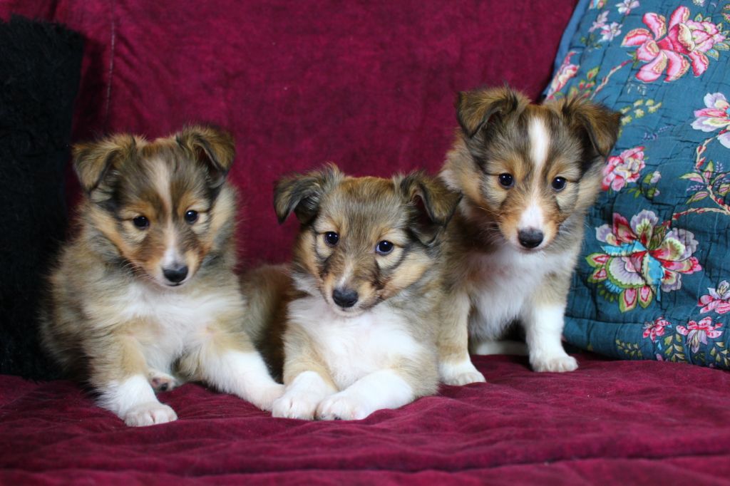 Des Monts D'Alavardi - Shetland Sheepdog - Portée née le 29/10/2020