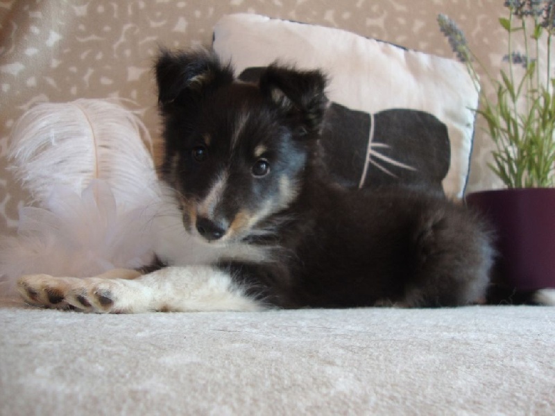 Des Monts D'Alavardi - Shetland Sheepdog - Portée née le 07/06/2015