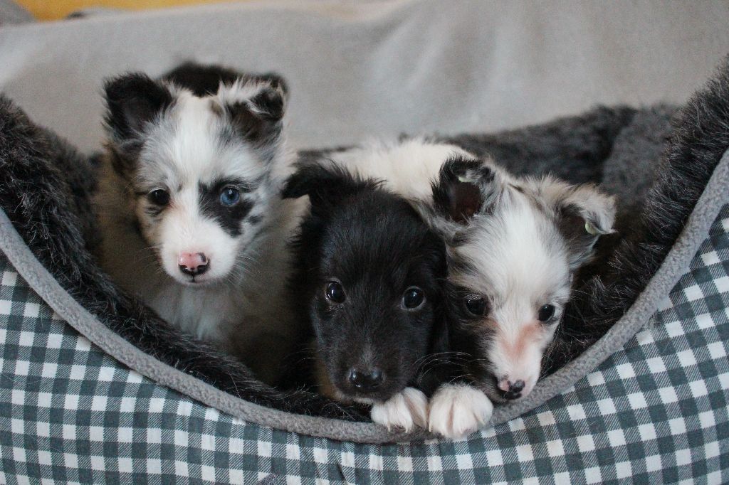 Des Monts D'Alavardi - Shetland Sheepdog - Portée née le 27/11/2019