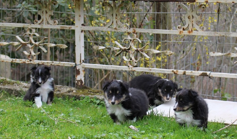 Des Monts D'Alavardi - Shetland Sheepdog - Portée née le 29/02/2016