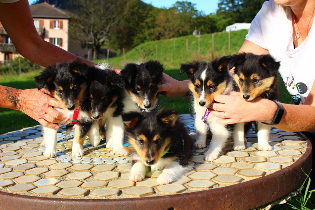 Des Monts D'Alavardi - Shetland Sheepdog - Portée née le 01/08/2021