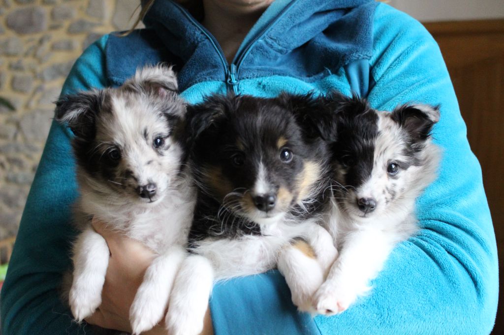 Des Monts D'Alavardi - Shetland Sheepdog - Portée née le 22/03/2017