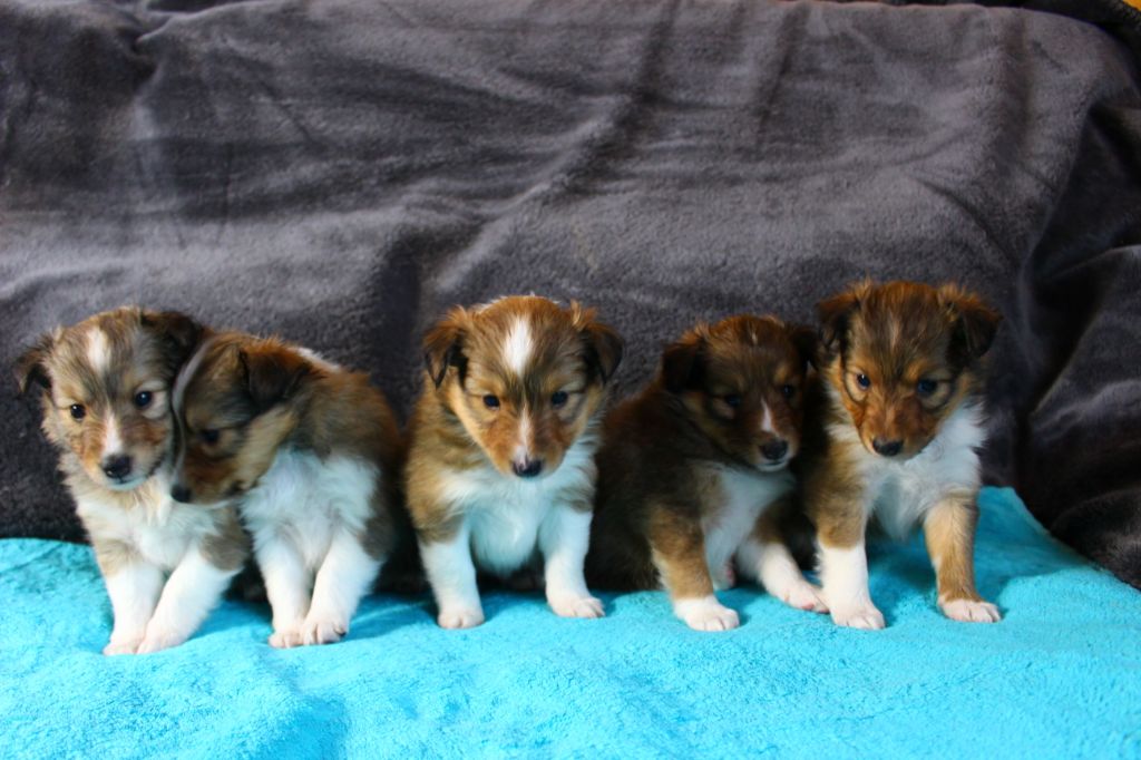 Des Monts D'Alavardi - Shetland Sheepdog - Portée née le 18/12/2020