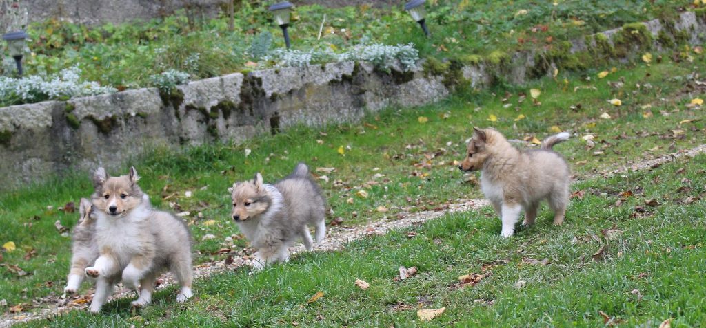 Des Monts D'Alavardi - Shetland Sheepdog - Portée née le 29/08/2017