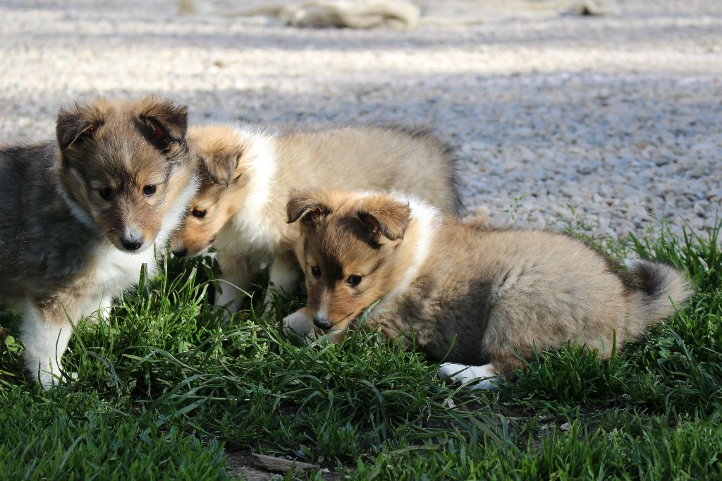 Des Monts D'Alavardi - Shetland Sheepdog - Portée née le 10/04/2019