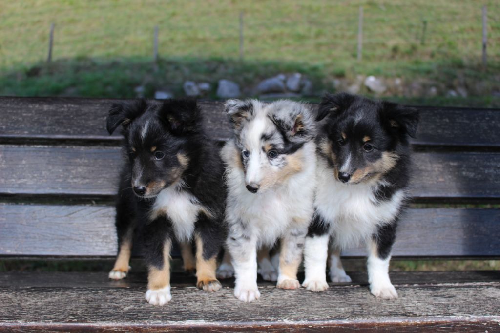 Des Monts D'Alavardi - Shetland Sheepdog - Portée née le 24/06/2020