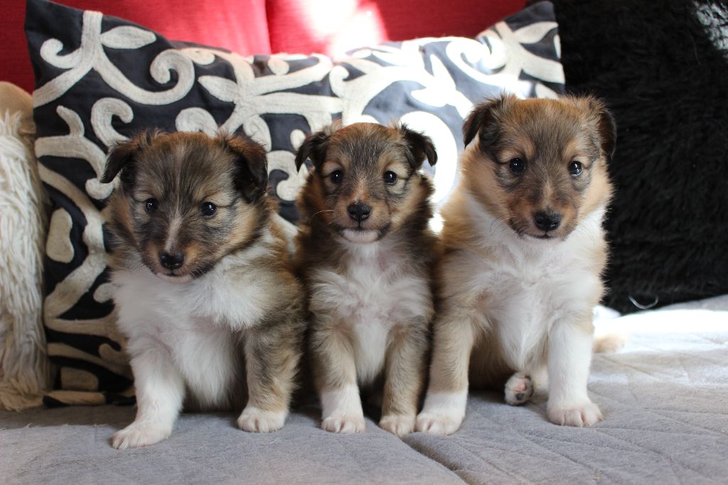 Des Monts D'Alavardi - Shetland Sheepdog - Portée née le 10/02/2020