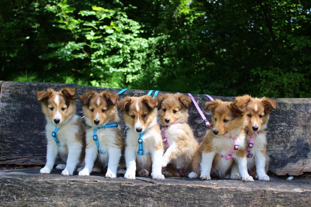 Des Monts D'Alavardi - Shetland Sheepdog - Portée née le 07/04/2024