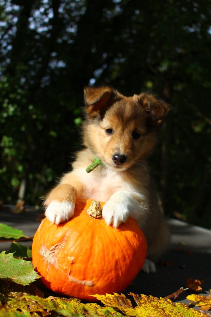 Des Monts D'Alavardi - Shetland Sheepdog - Portée née le 31/08/2023