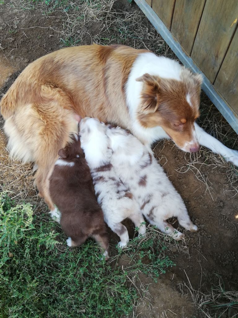 Chiot Berger Australien Du Bonheur D'Emir