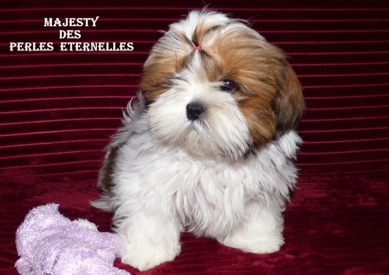 Des Perles Eternelles - Chiots disponibles - Shih Tzu