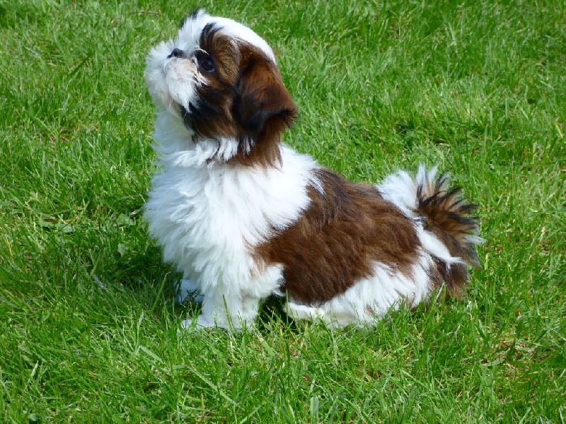 Des Perles Eternelles - Shih Tzu - Portée née le 16/02/2016