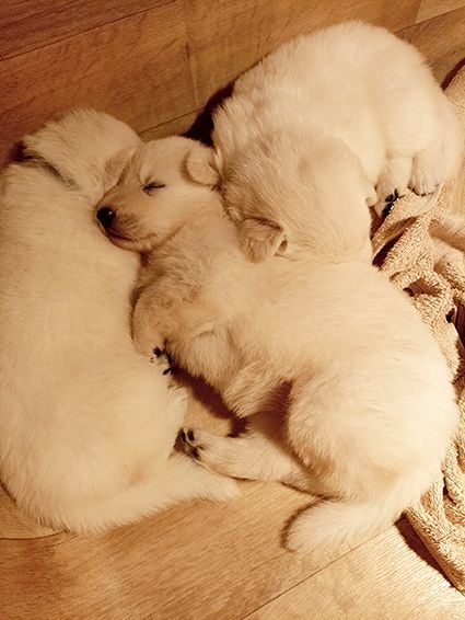 De La Foret D'Aleph - Chiots disponibles - Berger Blanc Suisse