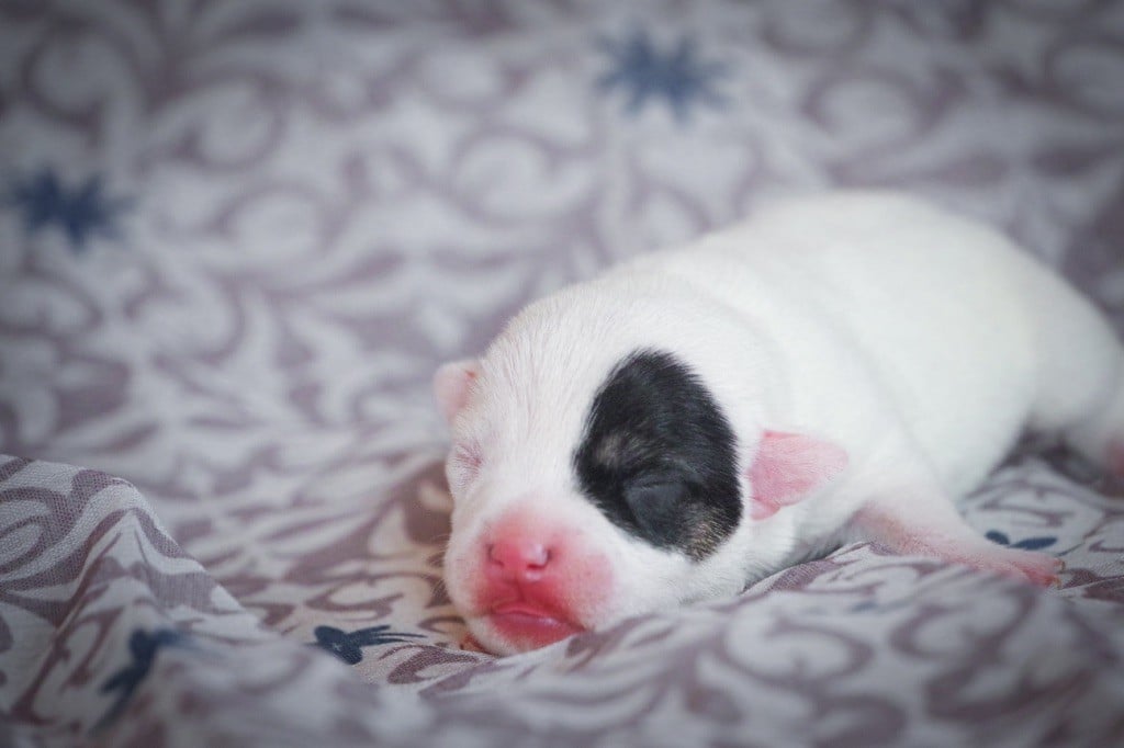 Nunca Sem Quereis - Chiots disponibles - Parson Russell Terrier