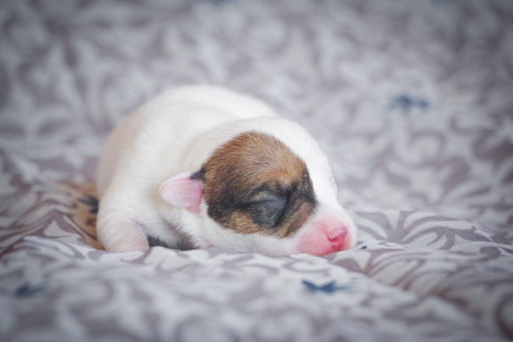 Nunca Sem Quereis - Chiots disponibles - Parson Russell Terrier