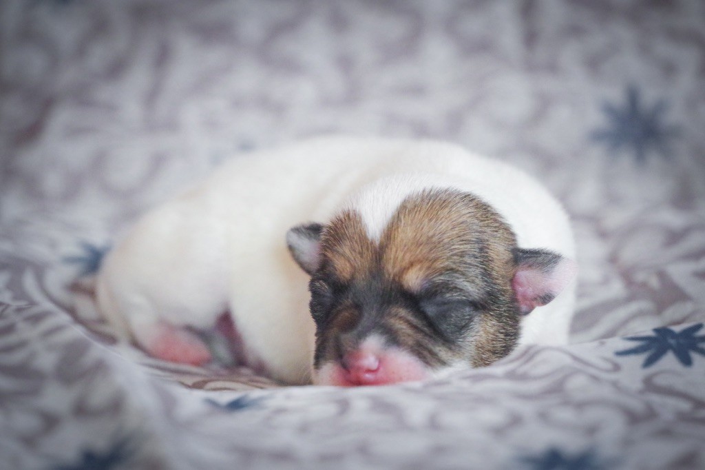 Nunca Sem Quereis - Chiots disponibles - Parson Russell Terrier