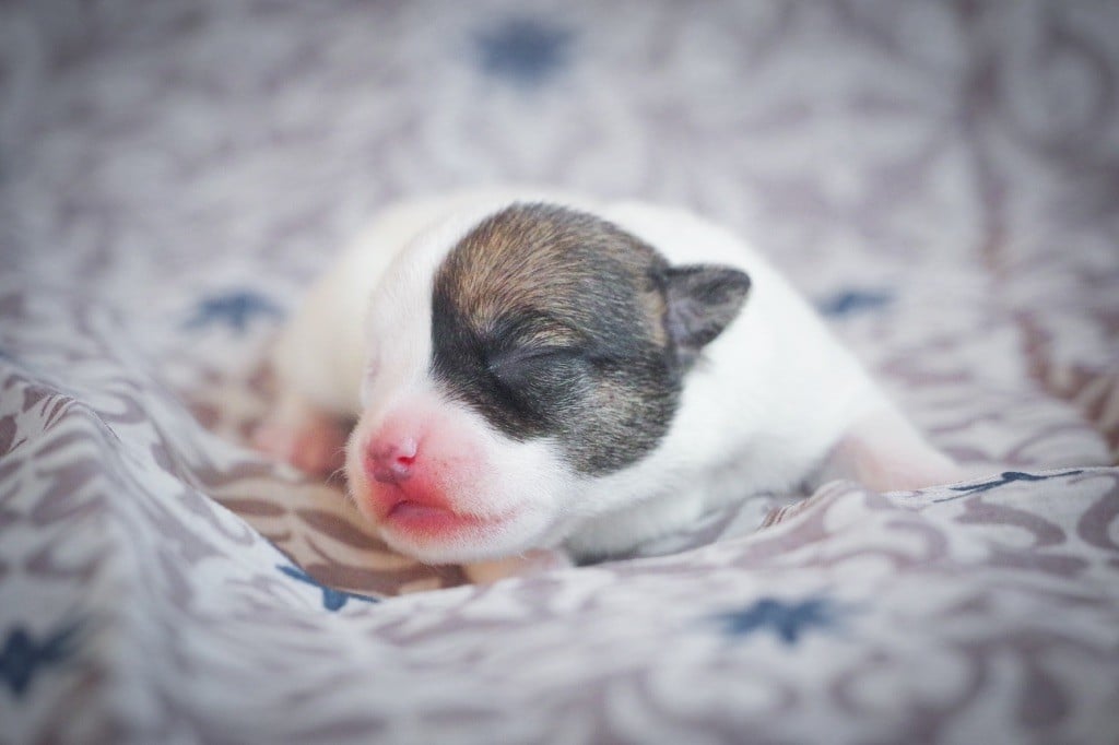 Nunca Sem Quereis - Chiots disponibles - Parson Russell Terrier