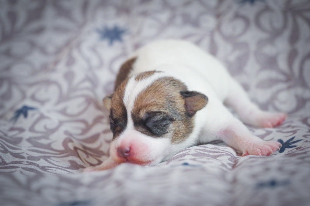 Nunca Sem Quereis - Chiots disponibles - Parson Russell Terrier