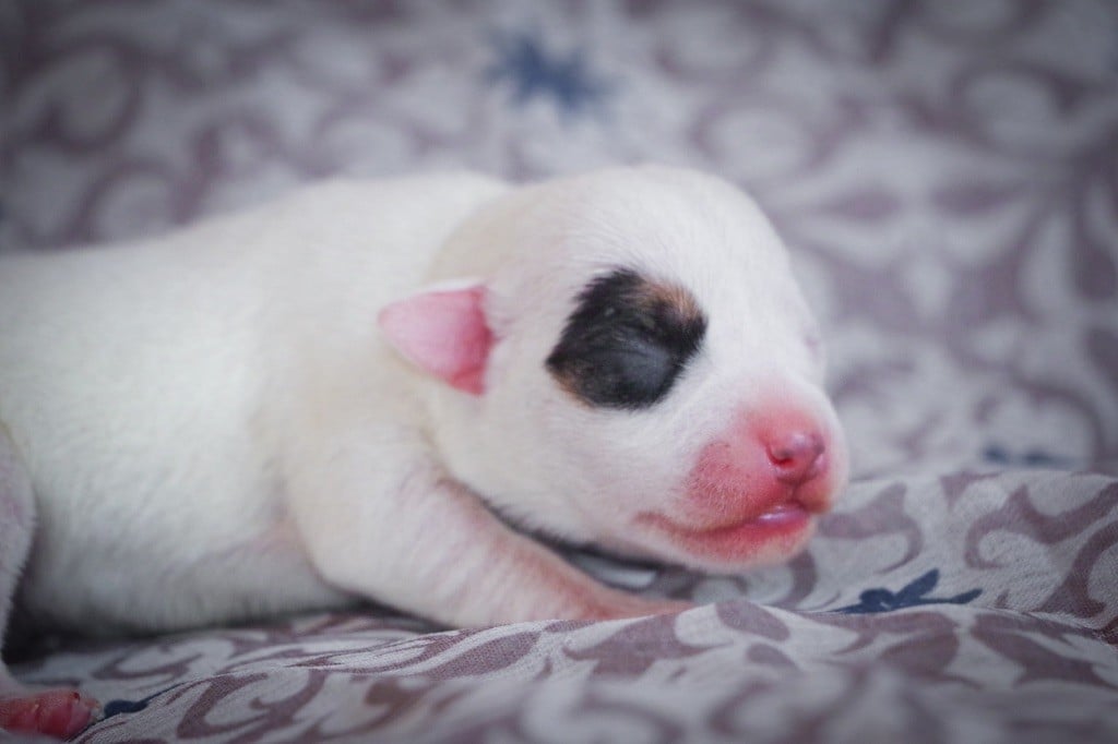 Nunca Sem Quereis - Chiots disponibles - Parson Russell Terrier