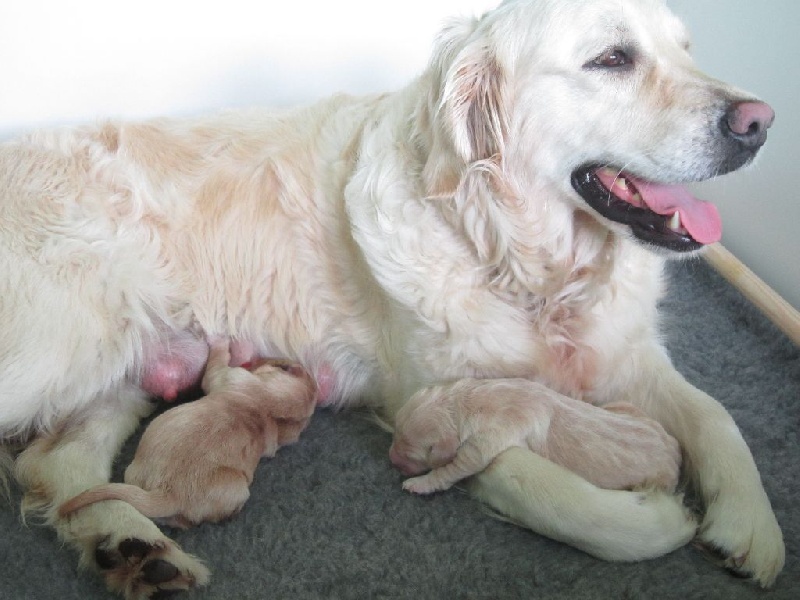 Des Terres De Camaia - Golden Retriever - Portée née le 10/05/2015